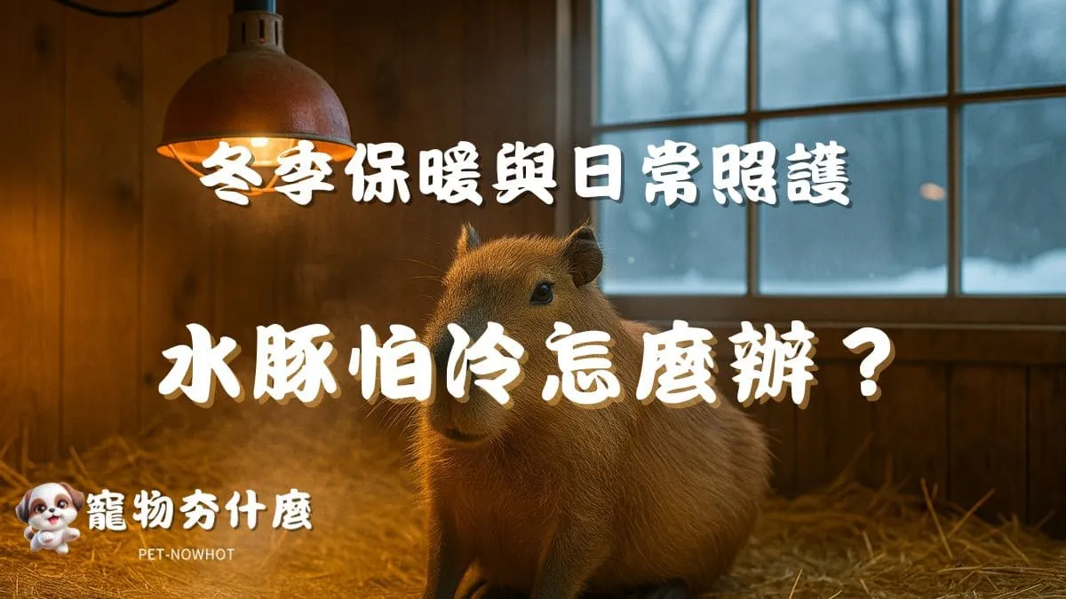 水豚怕冷怎麼辦？
