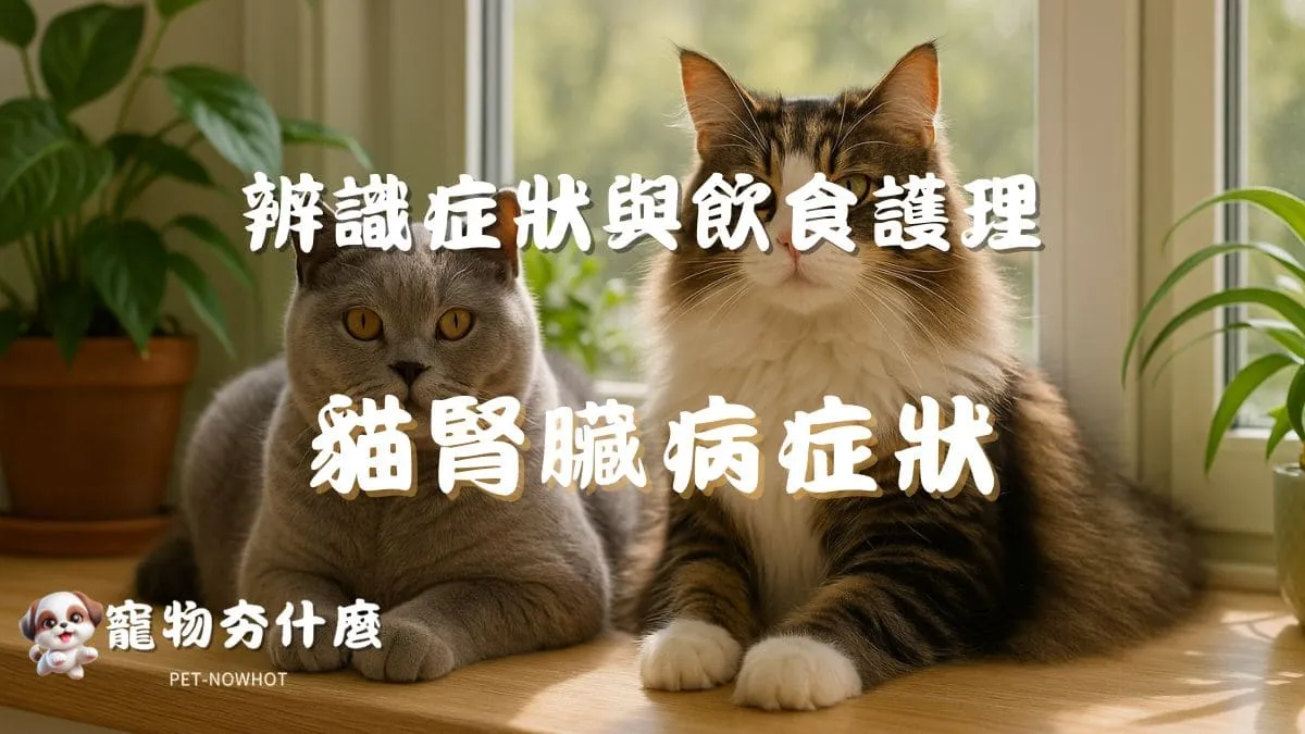 貓咪腎臟病早期症狀