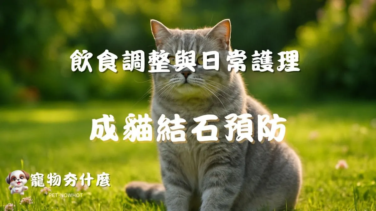 成貓結石預防攻略