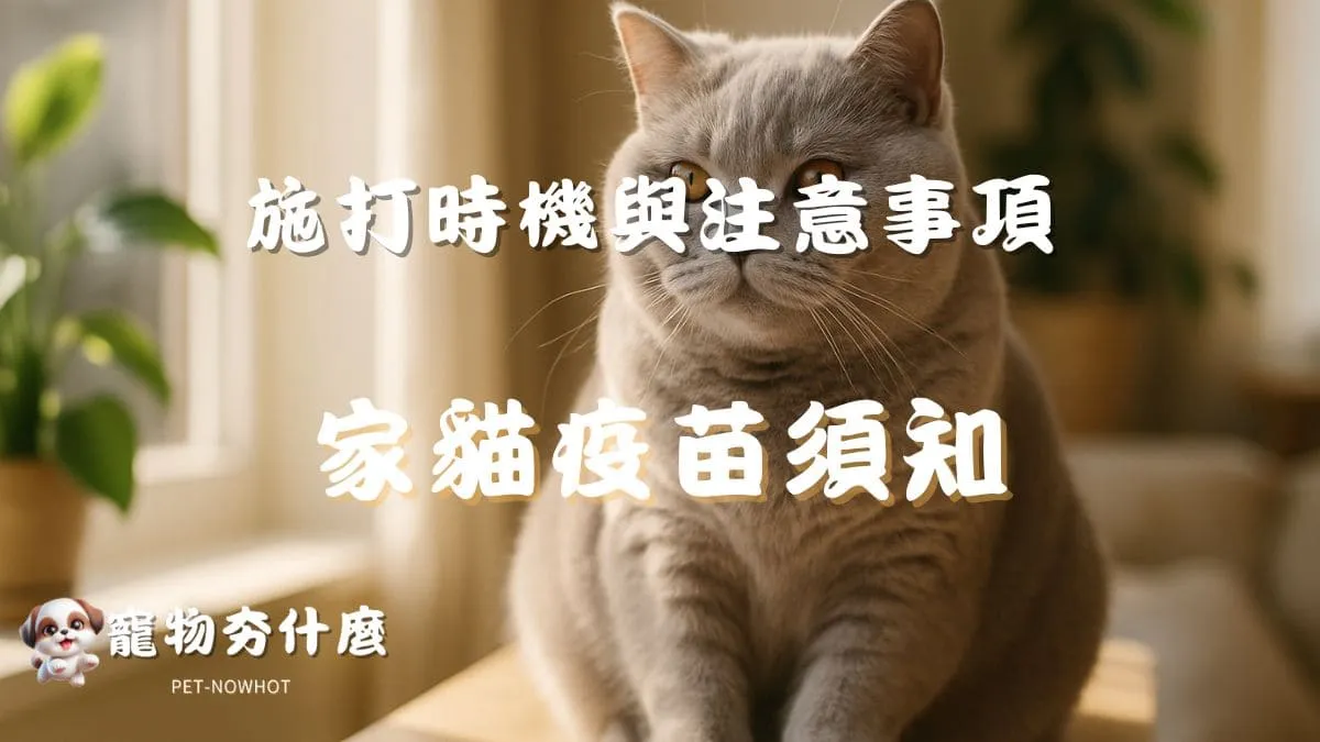 貓咪施打疫苗時機與注意事項