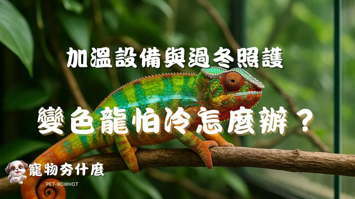 變色龍怕冷怎麼辦？
