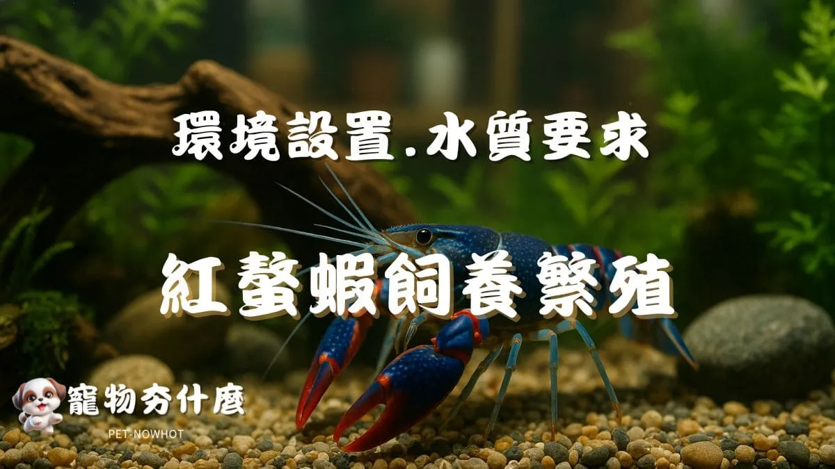 紅螯蝦飼養與繁殖指南