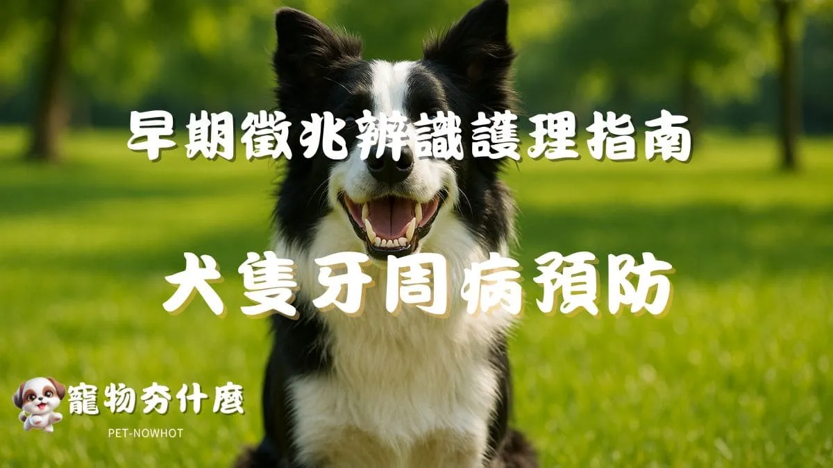 犬隻牙周病預防