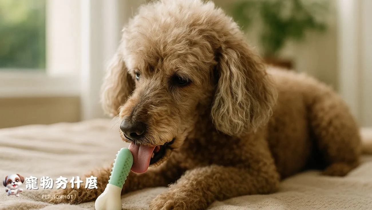 高齡貴賓犬家中安靜潔牙玩具