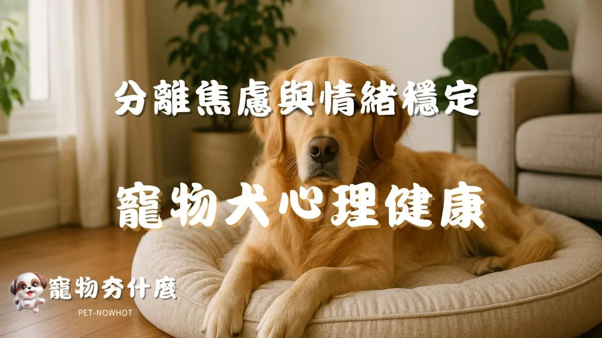 寵物犬心理健康