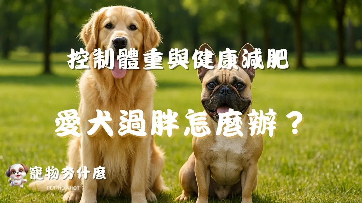 愛犬過胖怎麼辦？