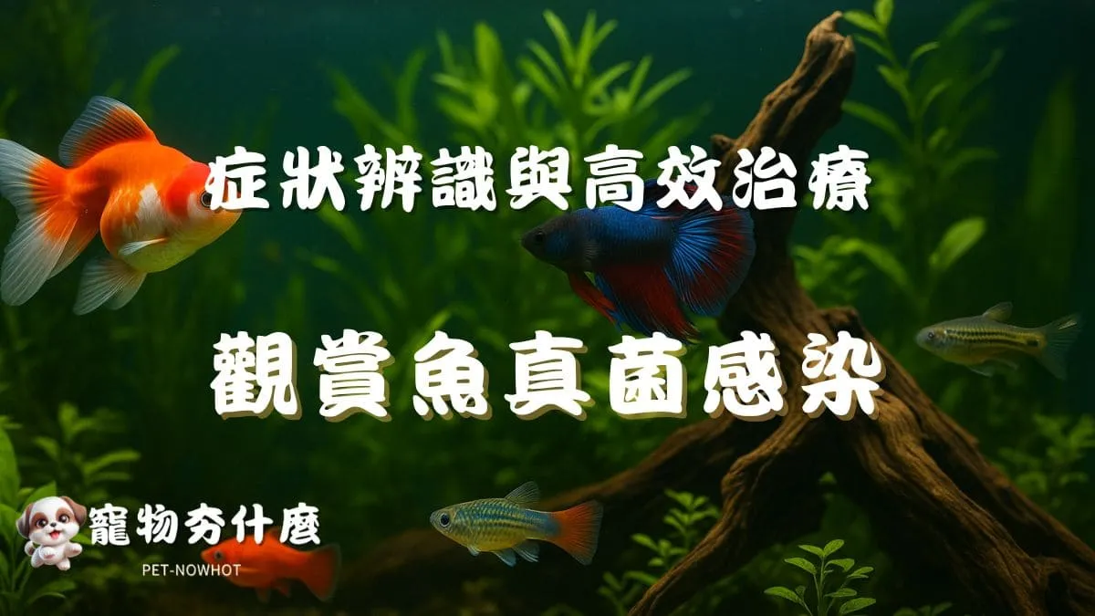 觀賞魚真菌感染怎麼辦？