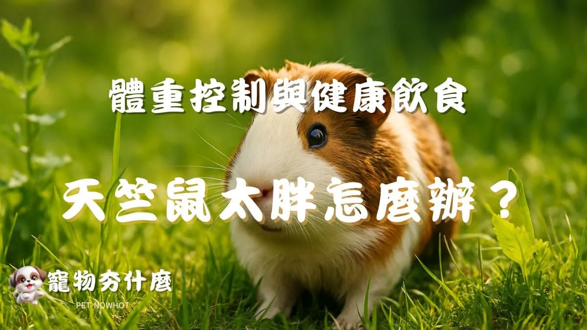 天竺鼠太胖怎麼辦？