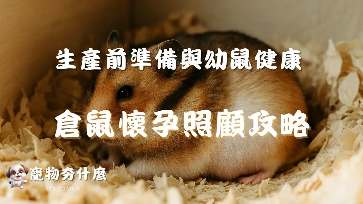 倉鼠懷孕照顧攻略