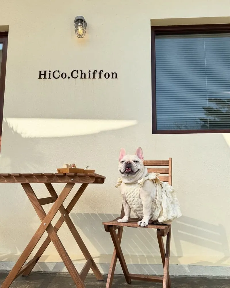 HiCo.Chiffon 海口起風
