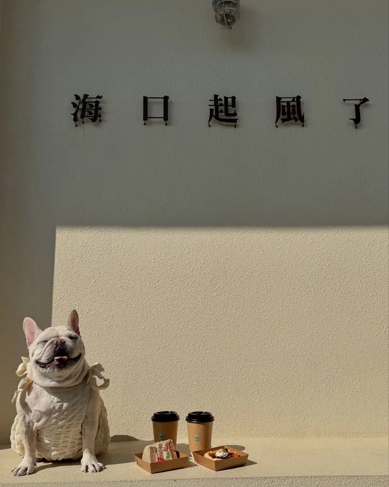 HiCo.Chiffon 海口起風