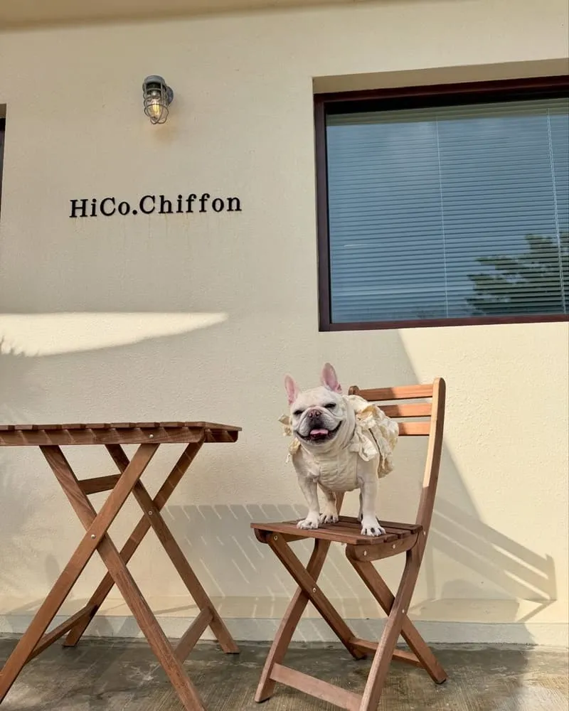 HiCo.Chiffon 海口起風