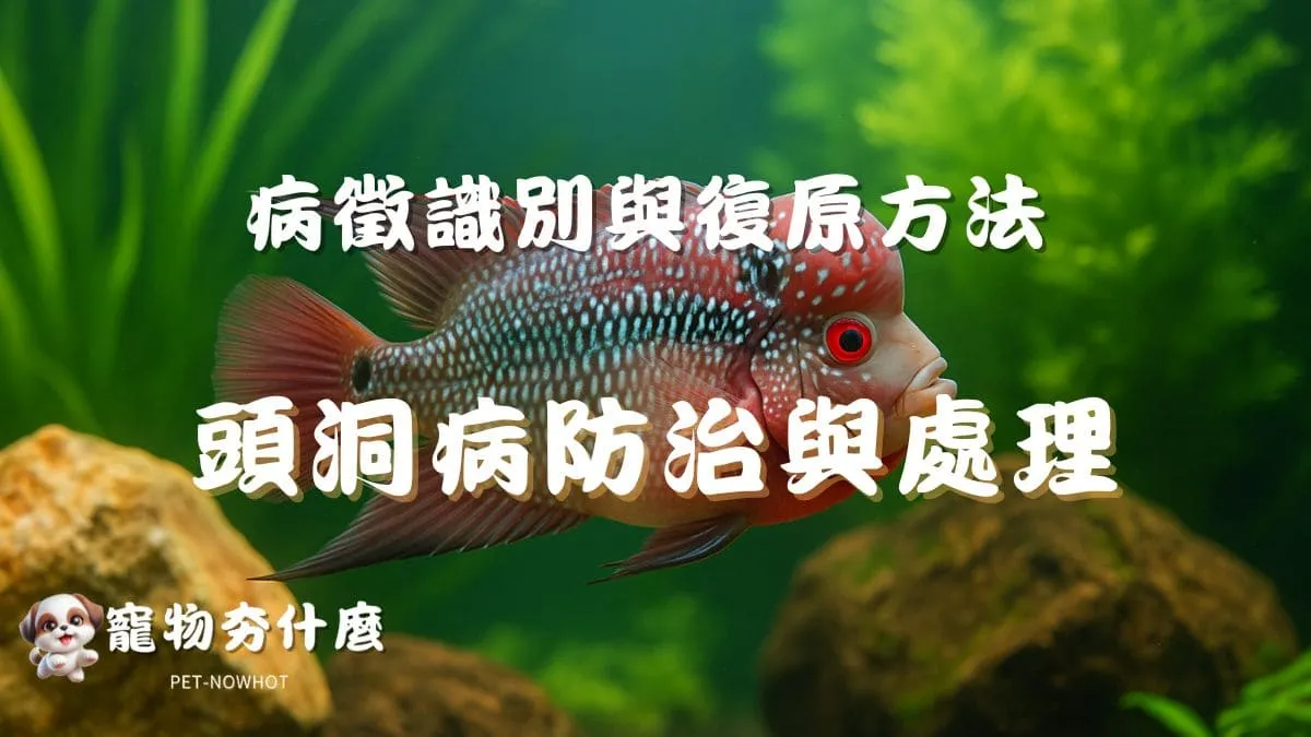 頭洞病防治與處理全攻略