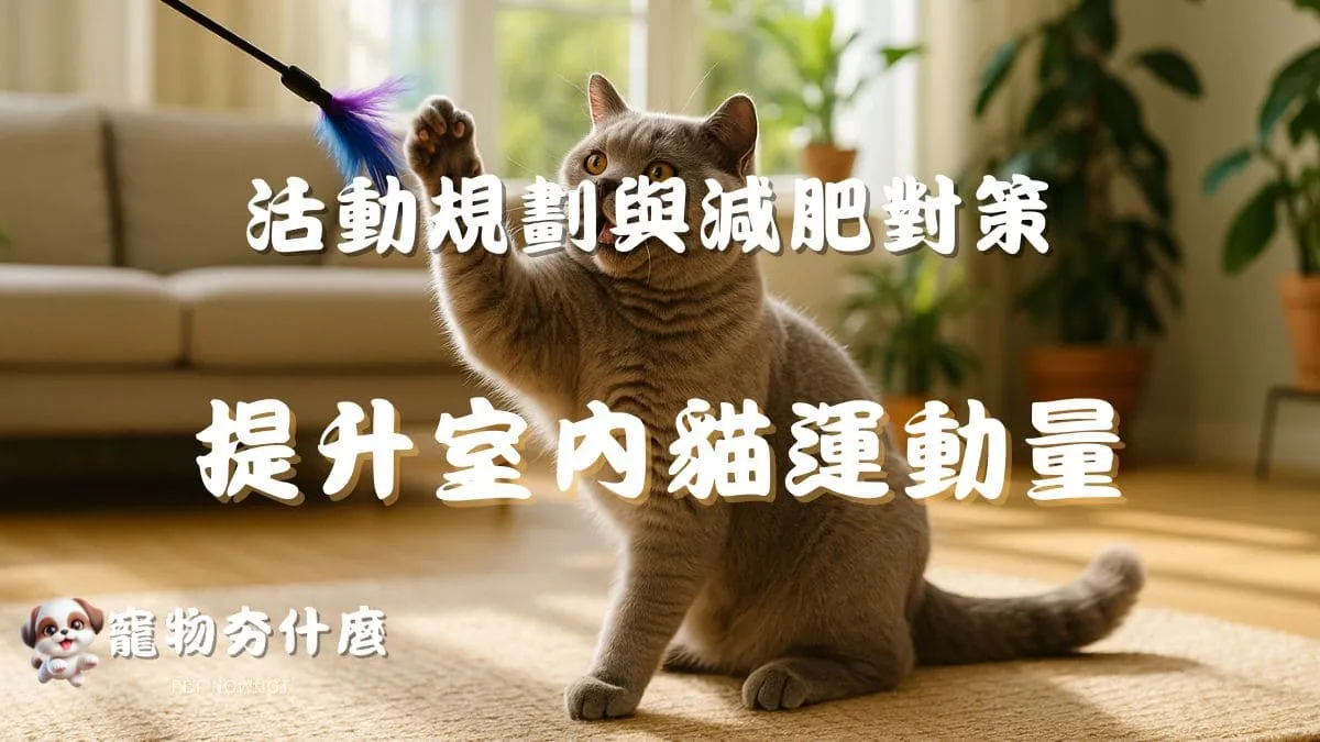 提升室內貓運動量