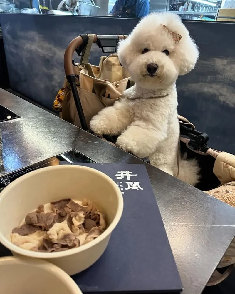 台中井閣鍋物美村店