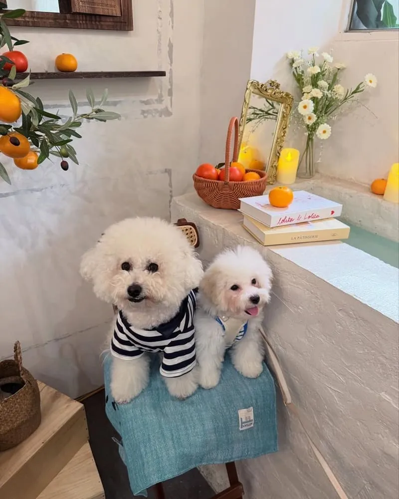 杦窩Jiuwo甜點