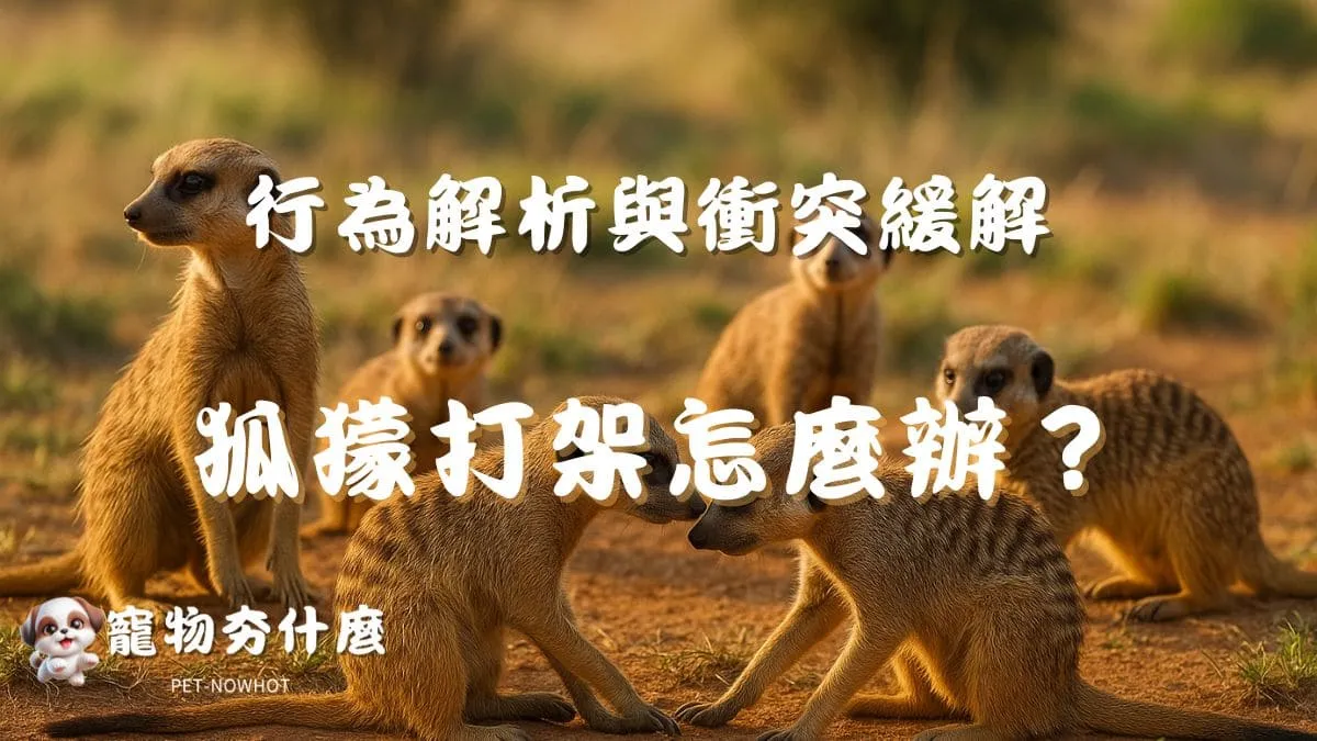 狐獴打架怎麼辦？