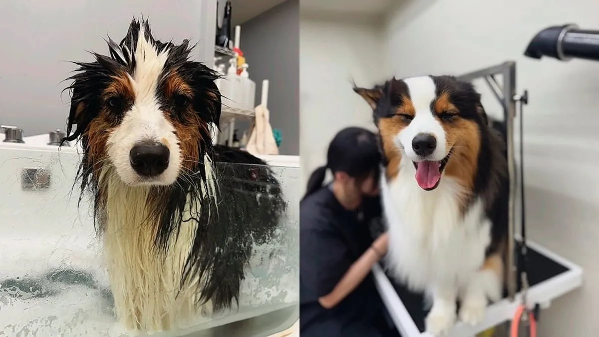 米搜寵物MISO PET SALON