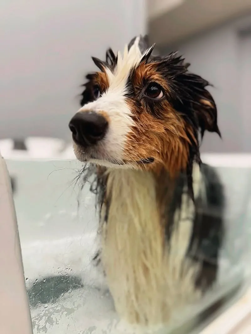 米搜寵物MISO PET SALON