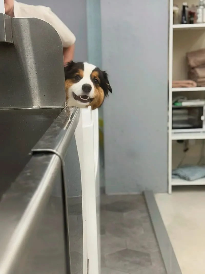 米搜寵物MISO PET SALON