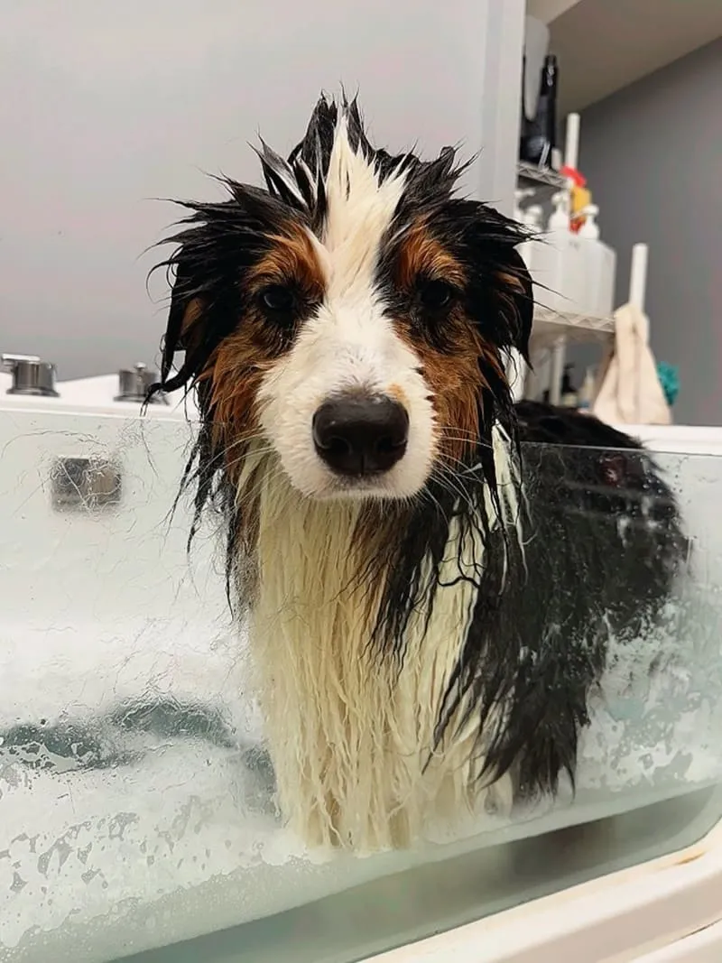 米搜寵物MISO PET SALON