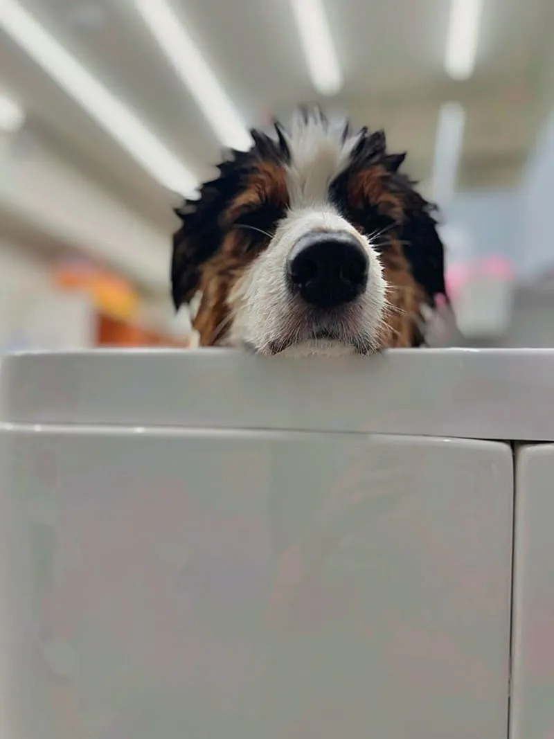 米搜寵物MISO PET SALON