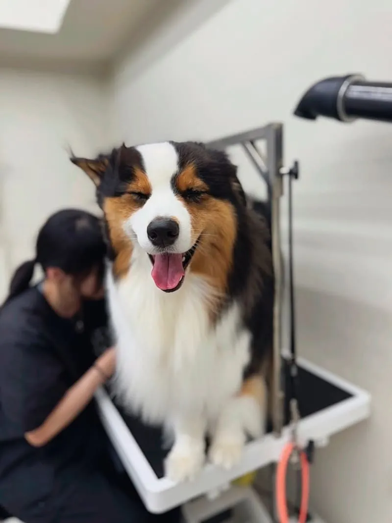 米搜寵物MISO PET SALON