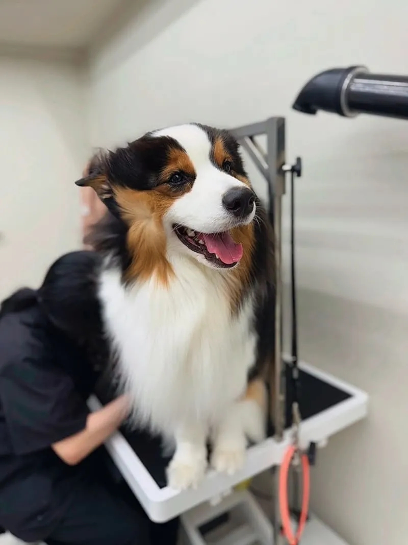米搜寵物MISO PET SALON
