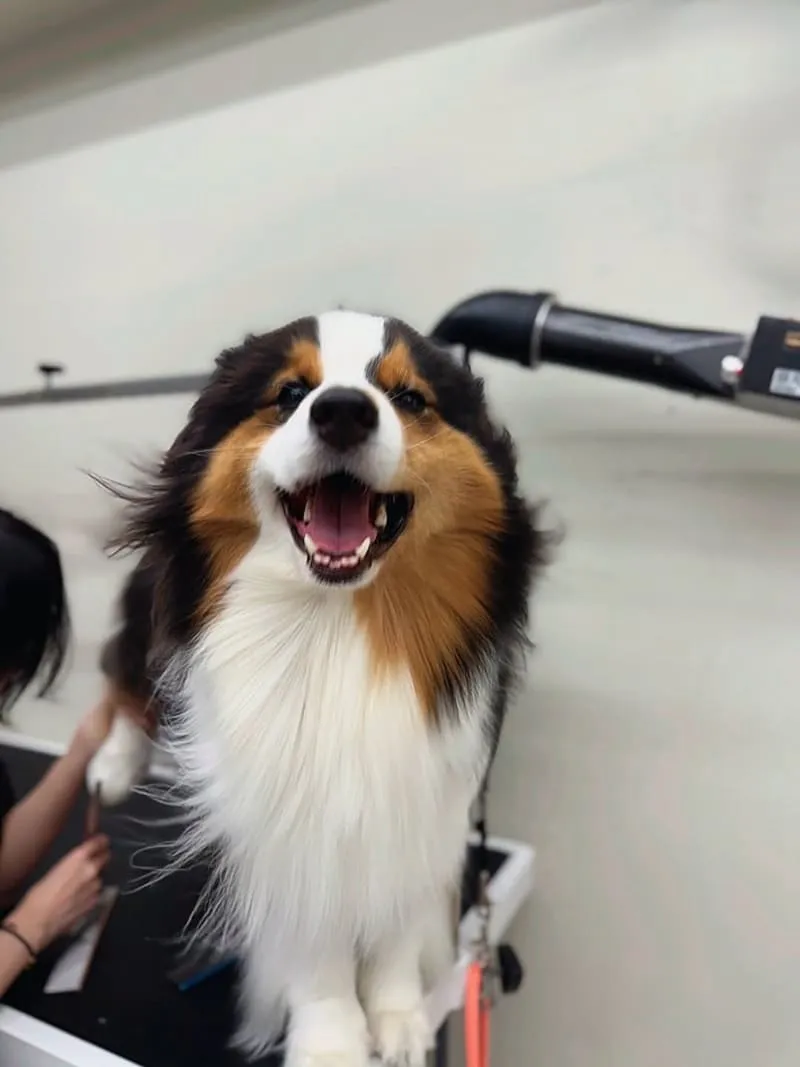 米搜寵物MISO PET SALON
