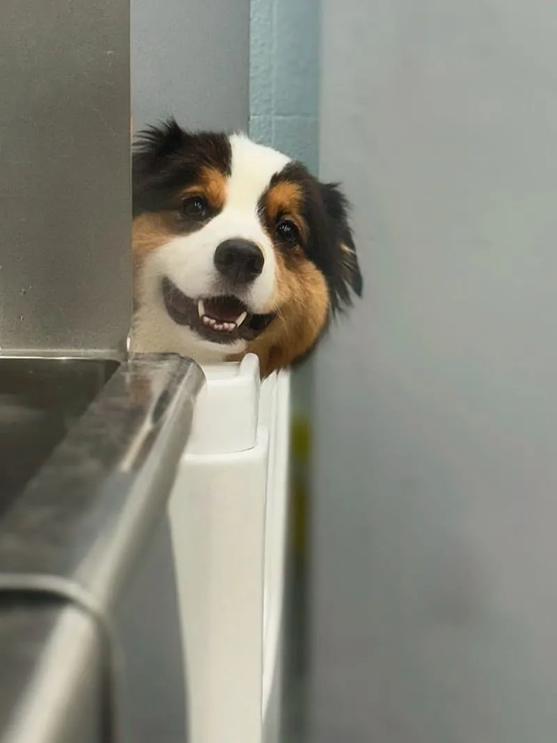 米搜寵物MISO PET SALON