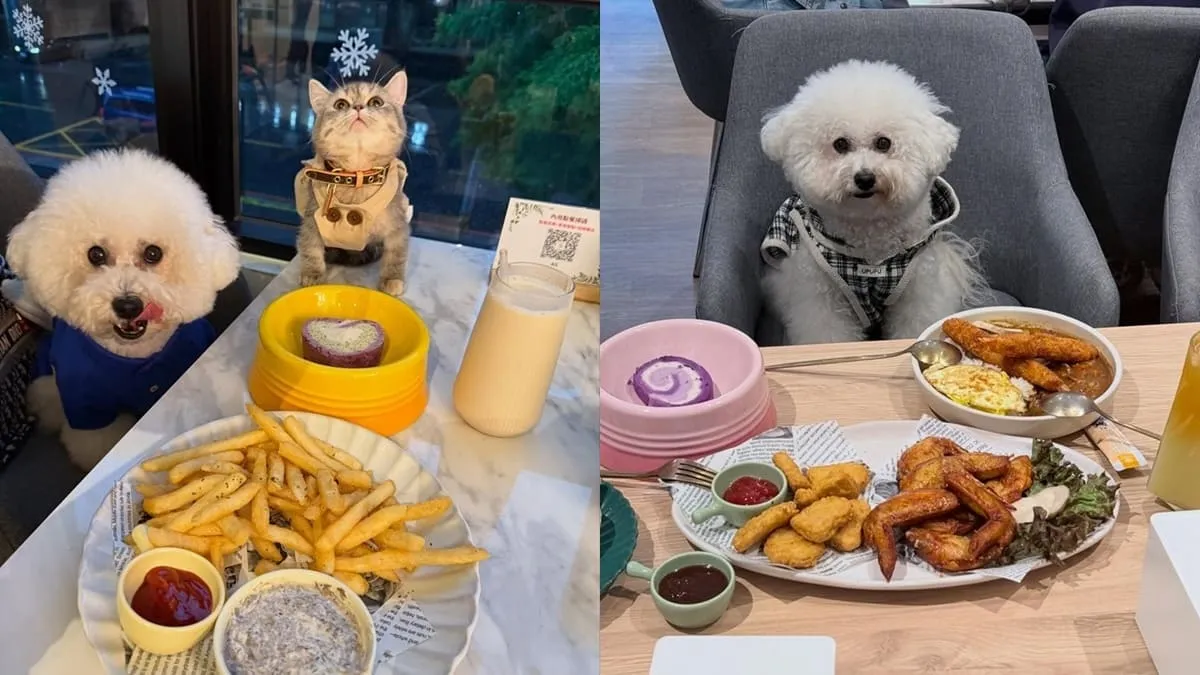 Paws Cafe新莊寵物友善餐廳