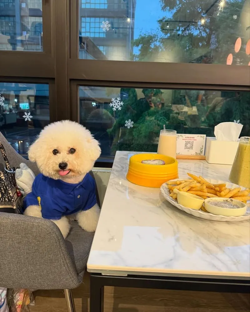 Paws Cafe新莊寵物友善餐廳