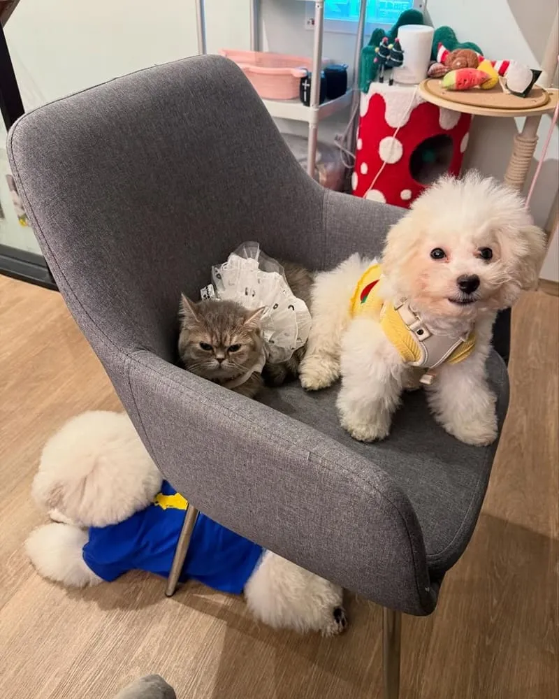 Paws Cafe新莊寵物友善餐廳
