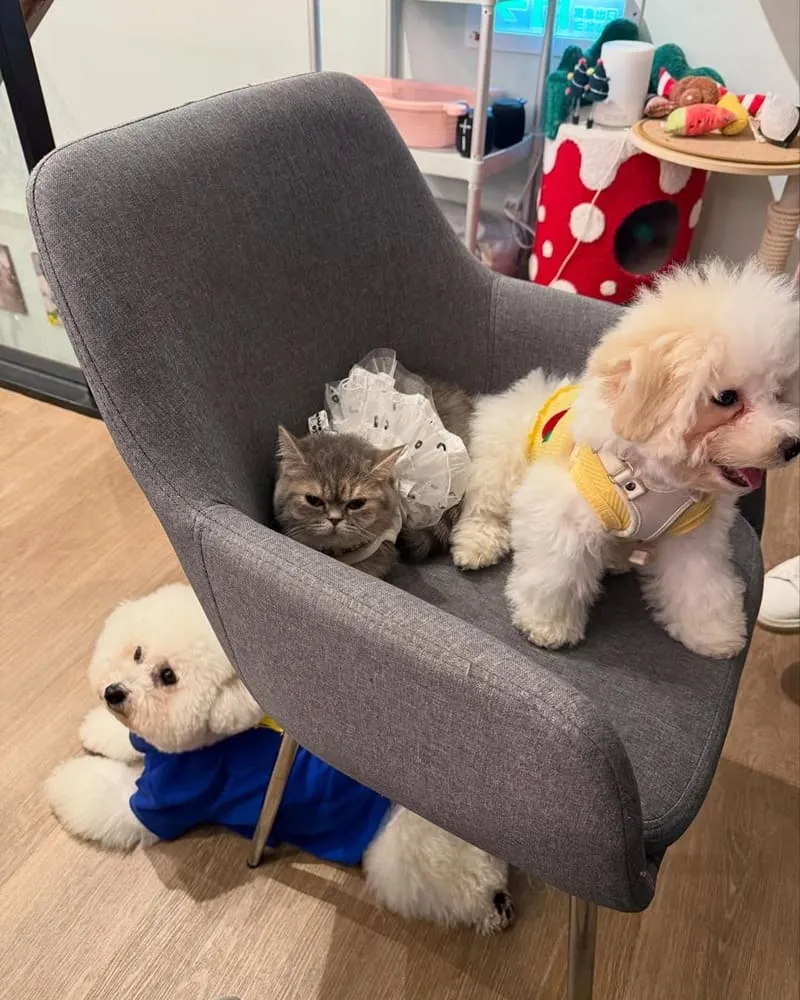 Paws Cafe新莊寵物友善餐廳