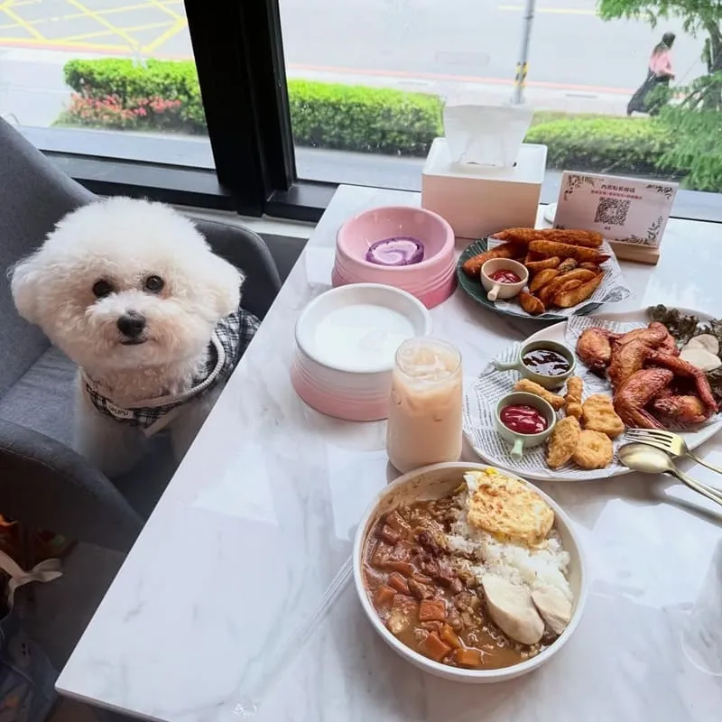 Paws Cafe新莊寵物友善餐廳