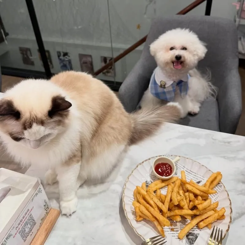 Paws Cafe新莊寵物友善餐廳