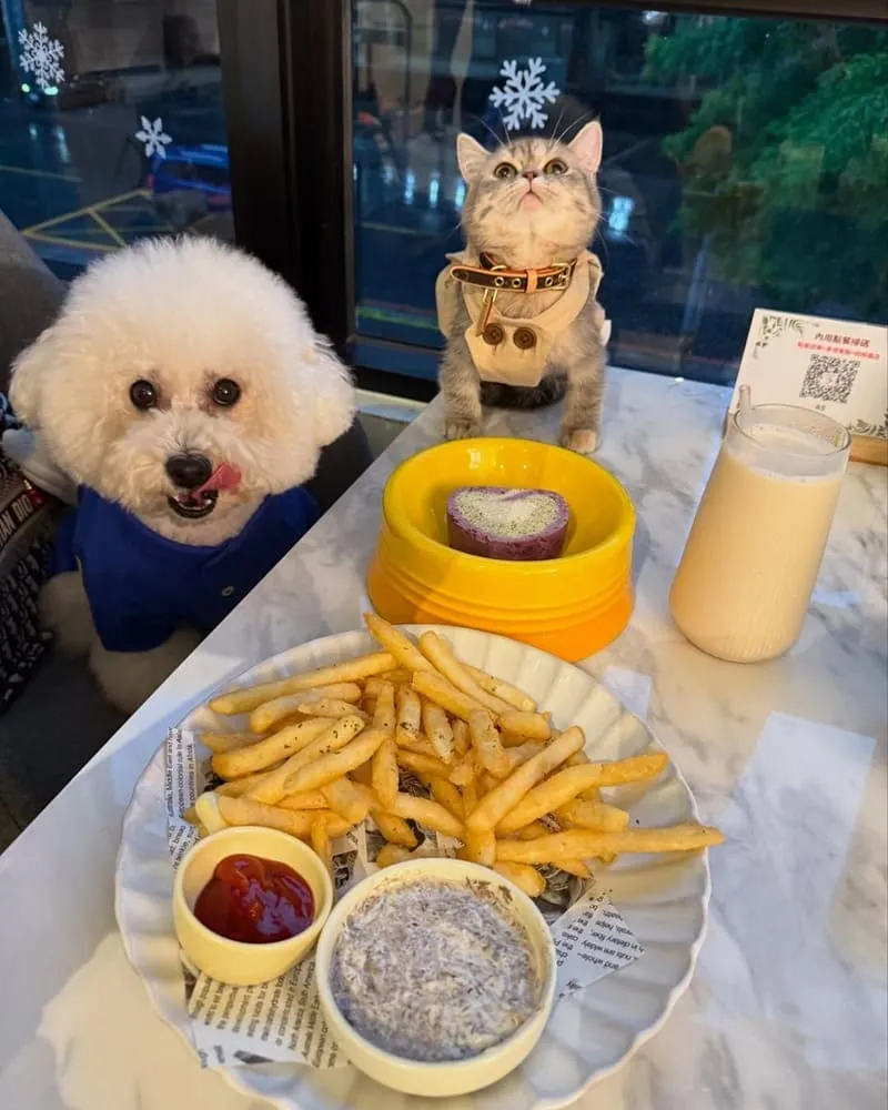 Paws Cafe新莊寵物友善餐廳