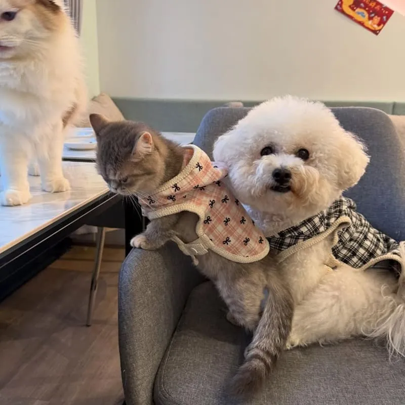 Paws Cafe新莊寵物友善餐廳