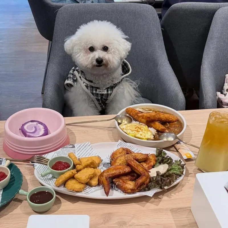 Paws Cafe新莊寵物友善餐廳