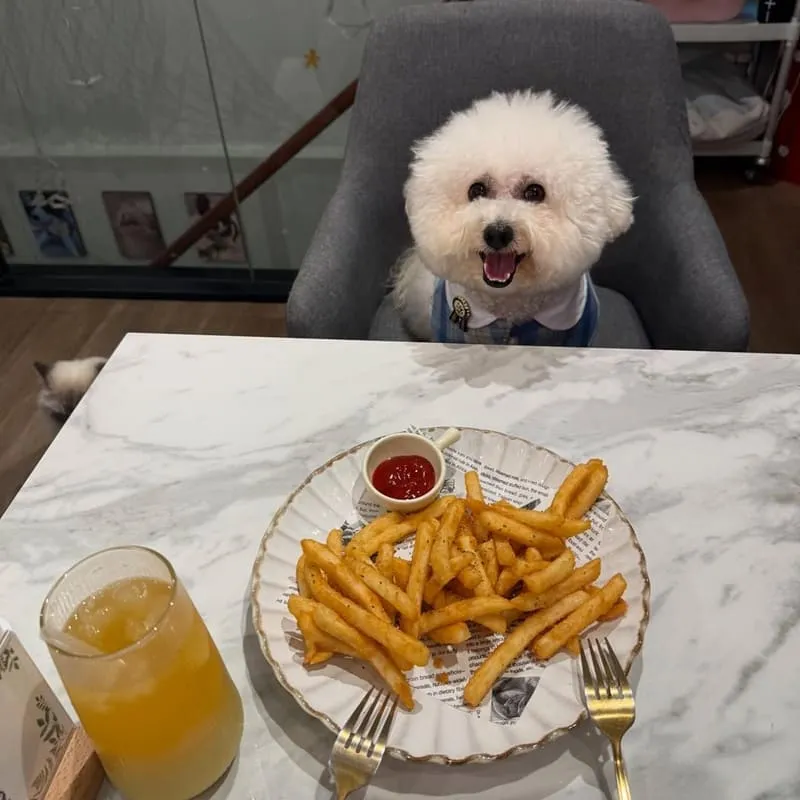Paws Cafe新莊寵物友善餐廳