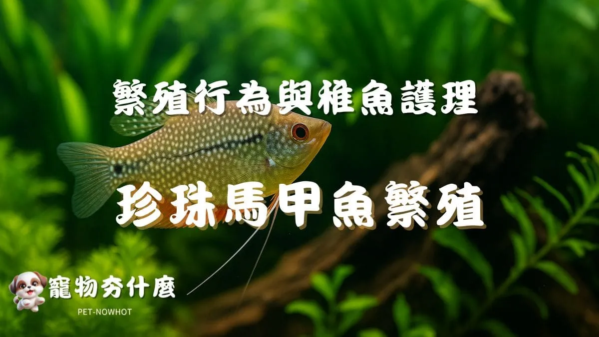 珍珠馬甲魚繁殖教學