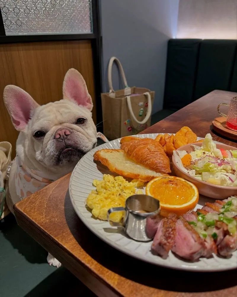 島旅•brunch 台南寵物友善早午餐