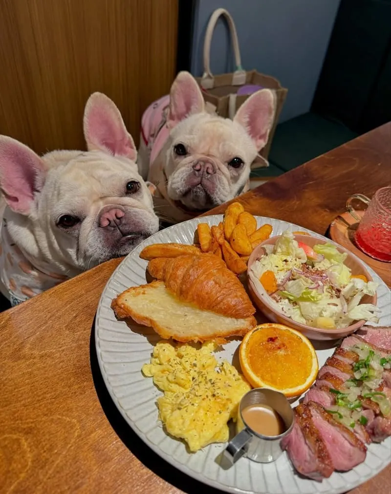 島旅•brunch 台南寵物友善早午餐