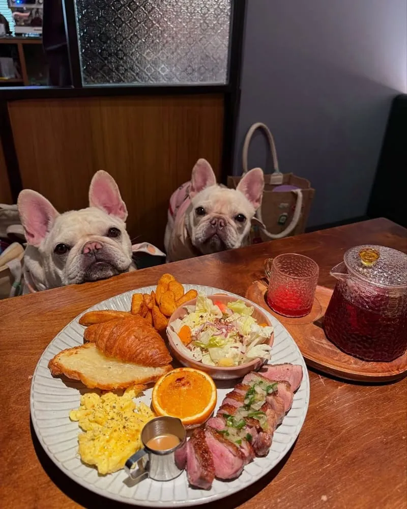 島旅•brunch 台南寵物友善早午餐