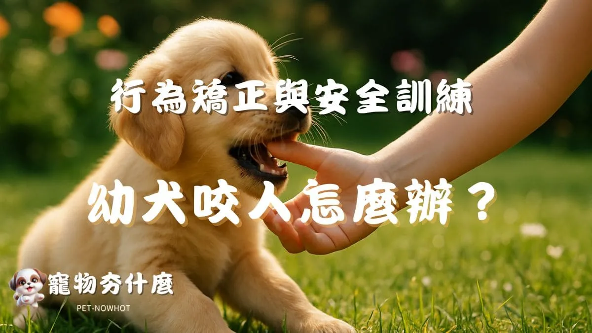 幼犬咬人怎麼辦？