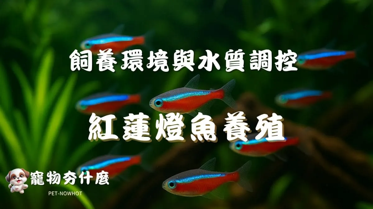 紅蓮燈魚養殖專家指南