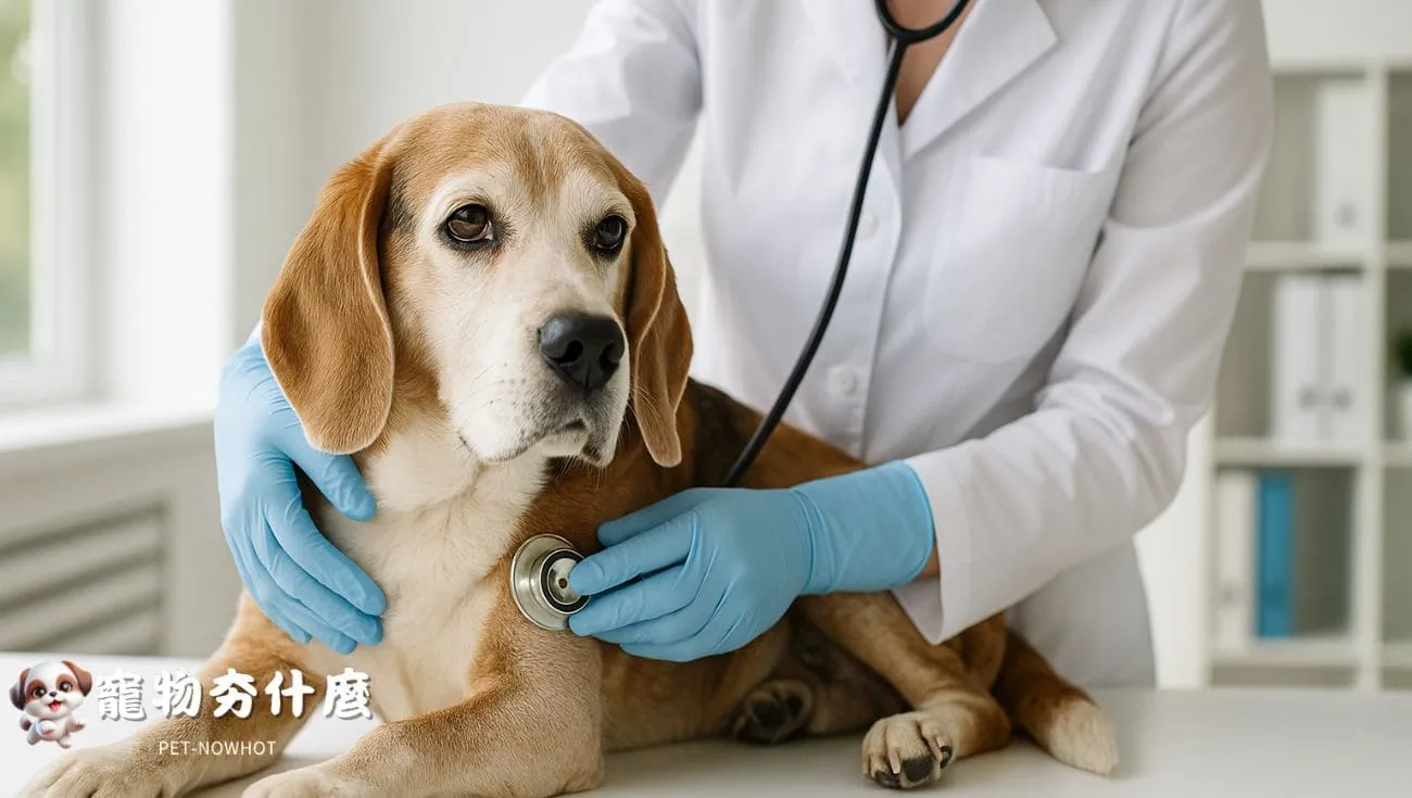 高齡比格犬健康檢查現場