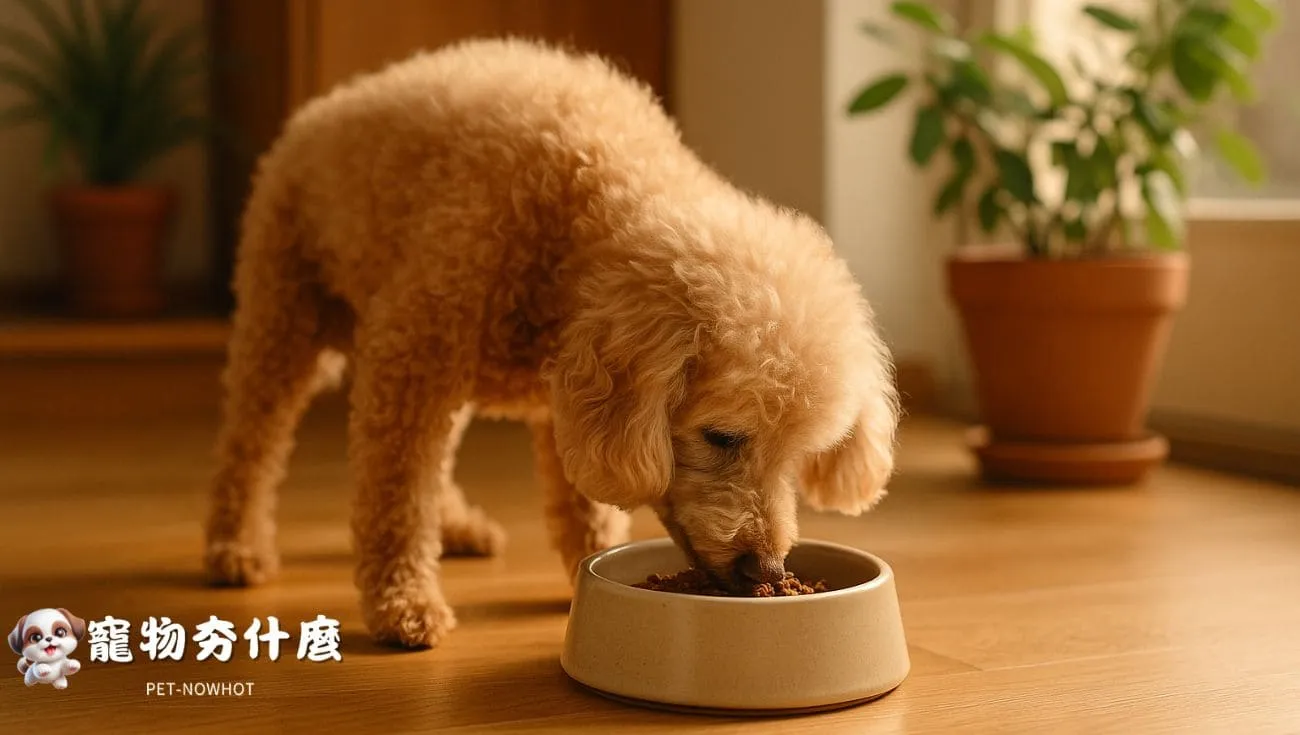 高齡貴賓犬營養飲食場景