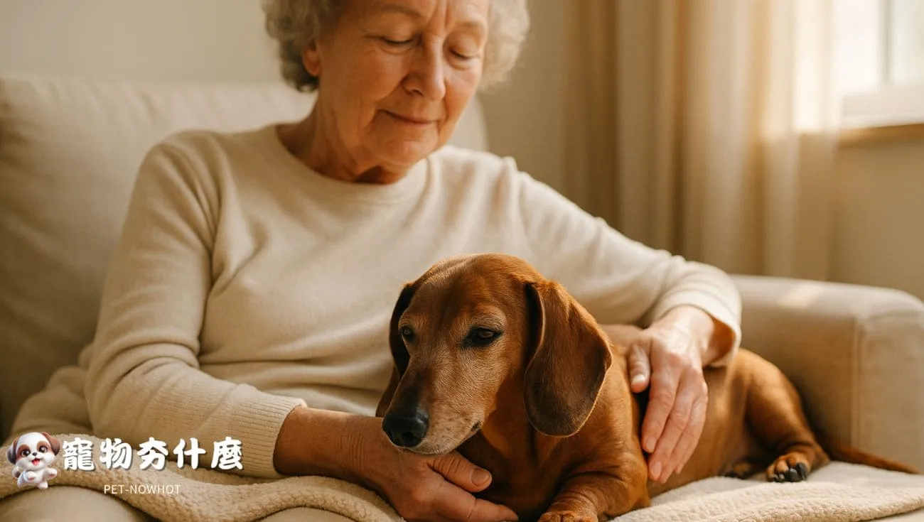 高齡臘腸犬溫馨陪伴畫面