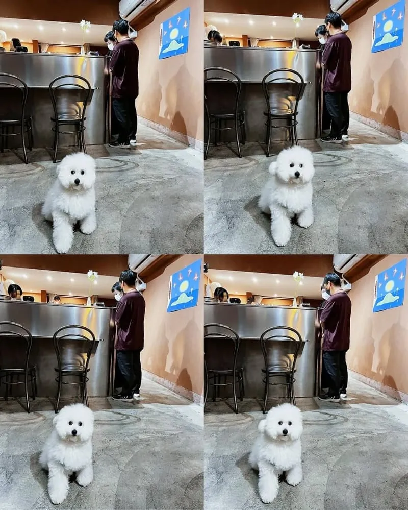 懨懨sān sān 台南寵物友善咖啡